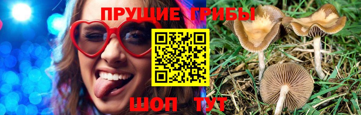 Галлюциногенные грибы Psilocybe Кемерово